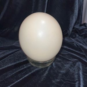 Ostrich egg